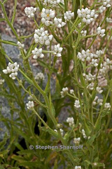 pseudognaphalium californicum 1 graphic